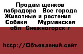 Продам щенков лабрадора - Все города Животные и растения » Собаки   . Мурманская обл.,Снежногорск г.